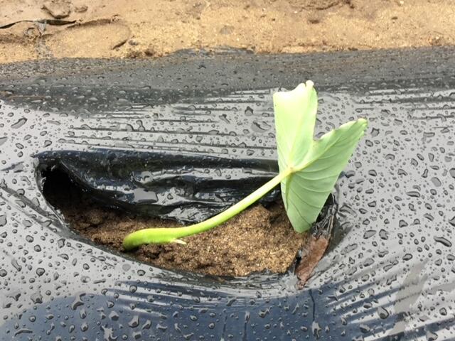 昨年度の苗植えをしたばかりの土垂です。元気がありません。