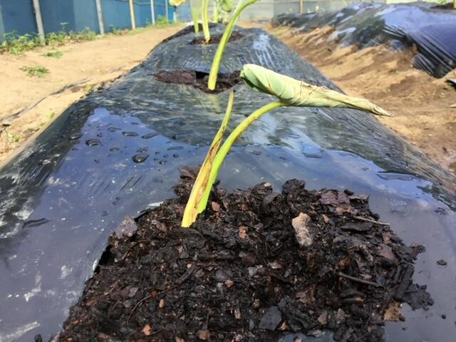 バークたい肥で土寄せをしました。